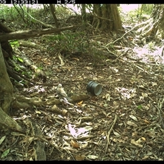 Colluricincla harmonica (Grey Shrikethrush) at Mortons Creek, NSW - 3 Oct 2024 by Eggert