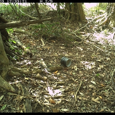 Colluricincla harmonica (Grey Shrikethrush) at Mortons Creek, NSW - 3 Oct 2024 by Eggert