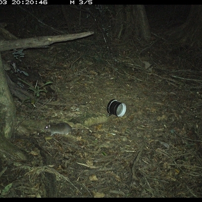 Rattus (genus) (A native or introduced Rattus species) at Mortons Creek, NSW - 3 Oct 2024 by Eggert