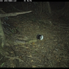 Rattus rattus (Black Rat) at Mortons Creek, NSW - 3 Oct 2024 by Eggert