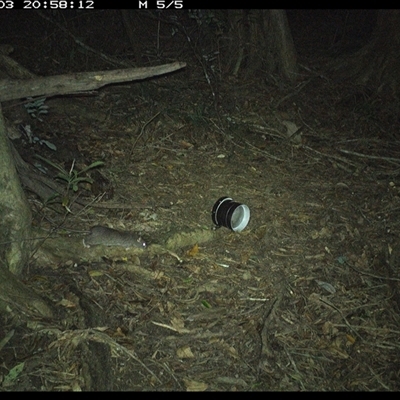 Rattus rattus (Black Rat) at Mortons Creek, NSW - 3 Oct 2024 by Eggert