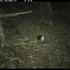 Rattus rattus at Mortons Creek, NSW - 3 Oct 2024 08:58 PM