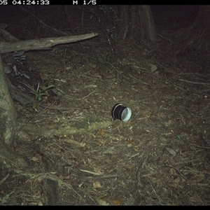 Antechinus sp. (genus) (Unidentified Antechinus) at Mortons Creek, NSW - 5 Oct 2024 by Eggert