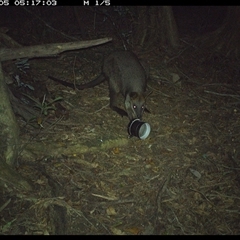 Wallabia bicolor (Swamp Wallaby) at Mortons Creek, NSW - 5 Oct 2024 by Eggert