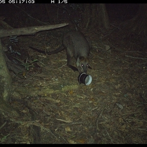 Wallabia bicolor (Swamp Wallaby) at Mortons Creek, NSW - 5 Oct 2024 by Eggert