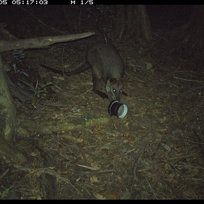 Wallabia bicolor (Swamp Wallaby) at Mortons Creek, NSW - 5 Oct 2024 by Eggert