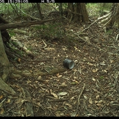 Neosericornis citreogularis (Yellow-throated Scrubwren) at Mortons Creek, NSW - 5 Oct 2024 by Eggert