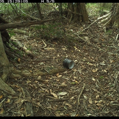 Neosericornis citreogularis (Yellow-throated Scrubwren) at Mortons Creek, NSW - 5 Oct 2024 by Eggert