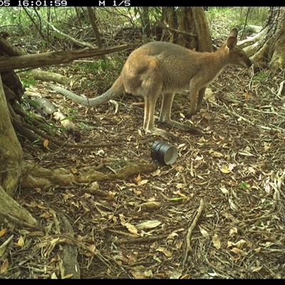 Notamacropus rufogriseus (Red-necked Wallaby) at Mortons Creek, NSW - 5 Oct 2024 by Eggert