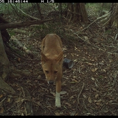 Canis lupus (Dingo / Wild Dog) at Mortons Creek, NSW - 5 Oct 2024 by Eggert