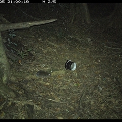 Rattus fuscipes (Bush Rat) at Mortons Creek, NSW - 5 Oct 2024 by Eggert
