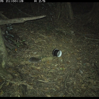 Rattus fuscipes (Bush Rat) at Mortons Creek, NSW - 5 Oct 2024 by Eggert