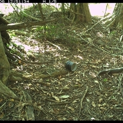 Bellatorias major (Land Mullet) at Mortons Creek, NSW - 6 Oct 2024 by Eggert