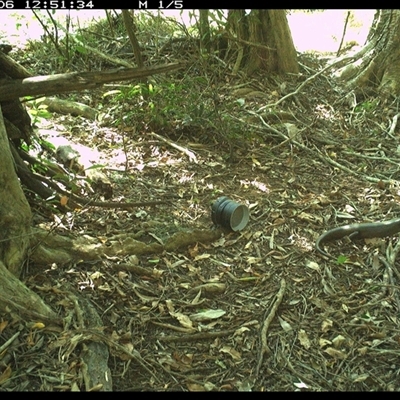 Bellatorias major (Land Mullet) at Mortons Creek, NSW - 6 Oct 2024 by Eggert