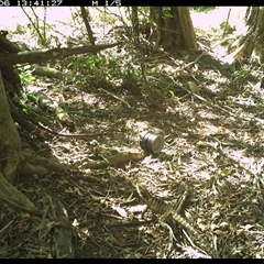 Intellagama lesueurii (Australian Water Dragon) at Mortons Creek, NSW - 6 Oct 2024 by Eggert