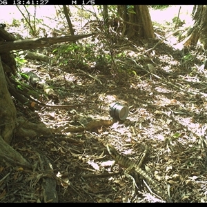 Intellagama lesueurii (Australian Water Dragon) at Mortons Creek, NSW - 6 Oct 2024 by Eggert