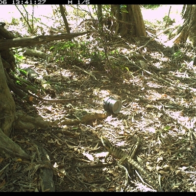 Intellagama lesueurii (Australian Water Dragon) at Mortons Creek, NSW - 6 Oct 2024 by Eggert