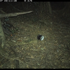 Rattus (genus) (A native or introduced Rattus species) at Mortons Creek, NSW - 7 Oct 2024 by Eggert