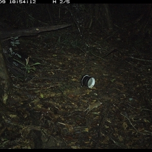 Antechinus stuartii (Brown Antechinus) at Mortons Creek, NSW - 9 Oct 2024 by Eggert