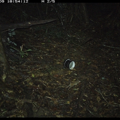 Antechinus stuartii (Brown Antechinus) at Mortons Creek, NSW - 9 Oct 2024 by Eggert