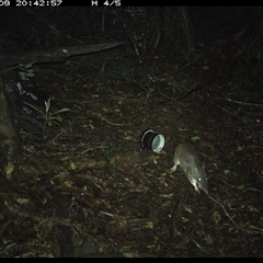 Perameles nasuta (Long-nosed Bandicoot) at Mortons Creek, NSW - 9 Oct 2024 by Eggert