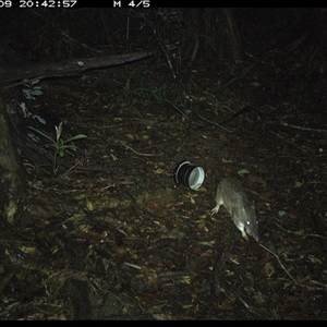 Perameles nasuta (Long-nosed Bandicoot) at Mortons Creek, NSW - 9 Oct 2024 by Eggert