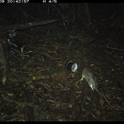 Perameles nasuta (Long-nosed Bandicoot) at Mortons Creek, NSW - 9 Oct 2024 by Eggert