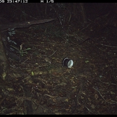 Antechinus sp. (genus) (Unidentified Antechinus) at Mortons Creek, NSW - 9 Oct 2024 by Eggert