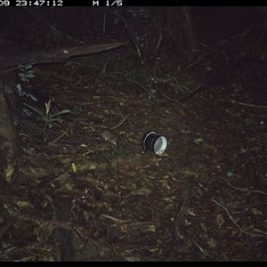 Antechinus sp. (genus) (Unidentified Antechinus) at Mortons Creek, NSW - 9 Oct 2024 by Eggert