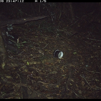 Antechinus sp. (genus) (Unidentified Antechinus) at Mortons Creek, NSW - 9 Oct 2024 by Eggert