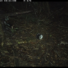 Rattus fuscipes (Bush Rat) at Mortons Creek, NSW - 10 Oct 2024 by Eggert