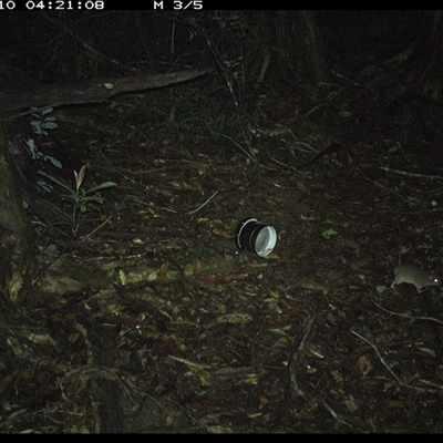 Rattus fuscipes (Bush Rat) at Mortons Creek, NSW - 10 Oct 2024 by Eggert