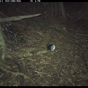 Antechinus sp. (genus) (Unidentified Antechinus) at Mortons Creek, NSW - 11 Oct 2024 by Eggert