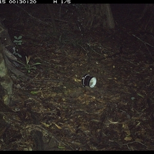 Podargus strigoides (Tawny Frogmouth) at Mortons Creek, NSW - 15 Oct 2024 by Eggert