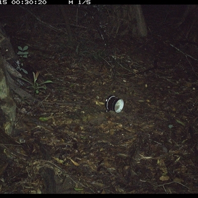 Podargus strigoides (Tawny Frogmouth) at Mortons Creek, NSW - 15 Oct 2024 by Eggert