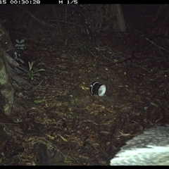 Podargus strigoides at Mortons Creek, NSW - 15 Oct 2024 12:30 AM