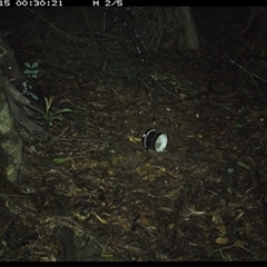 Podargus strigoides at Mortons Creek, NSW - 15 Oct 2024 12:30 AM
