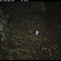 Podargus strigoides at Mortons Creek, NSW - 15 Oct 2024 12:30 AM