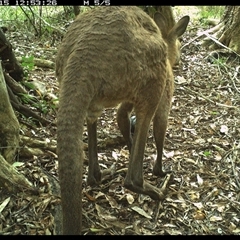 Macropus giganteus (Eastern Grey Kangaroo) at Mortons Creek, NSW - 15 Oct 2024 by Eggert
