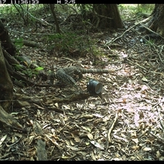 Varanus varius (Lace Monitor) at Mortons Creek, NSW - 17 Oct 2024 by Eggert