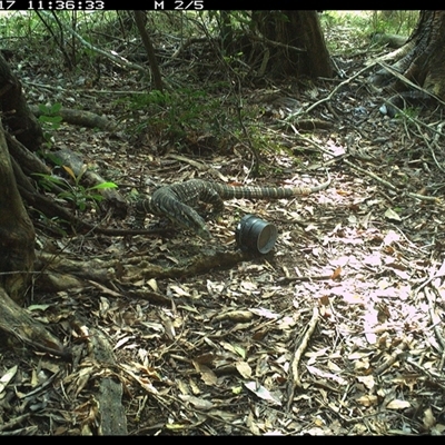 Varanus varius (Lace Monitor) at Mortons Creek, NSW - 17 Oct 2024 by Eggert