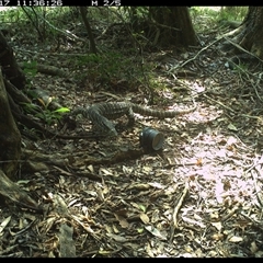Varanus varius at Mortons Creek, NSW - suppressed