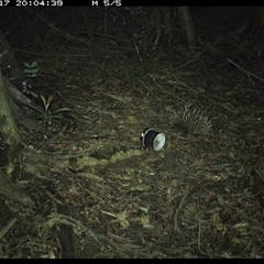 Tachyglossus aculeatus (Short-beaked Echidna) at Mortons Creek, NSW - 17 Oct 2024 by Eggert