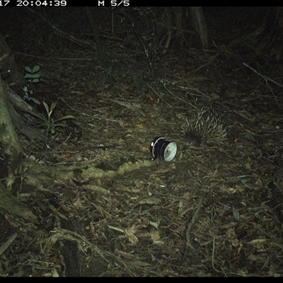 Tachyglossus aculeatus (Short-beaked Echidna) at Mortons Creek, NSW - 17 Oct 2024 by Eggert