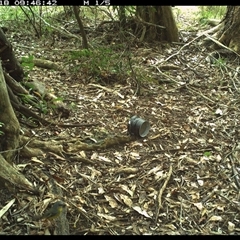Eopsaltria australis (Eastern Yellow Robin) at Mortons Creek, NSW - 18 Oct 2024 by Eggert