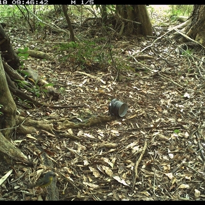 Eopsaltria australis (Eastern Yellow Robin) at Mortons Creek, NSW - 18 Oct 2024 by Eggert