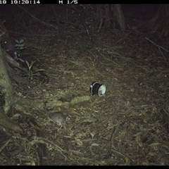Rattus rattus (Black Rat) at Mortons Creek, NSW - 18 Oct 2024 by Eggert
