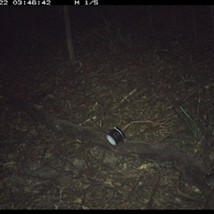 Rattus (genus) (A native or introduced Rattus species) at Mortons Creek, NSW - 22 Oct 2024 by Eggert