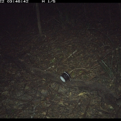 Rattus (genus) (A native or introduced Rattus species) at Mortons Creek, NSW - 22 Oct 2024 by Eggert