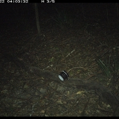 Rattus (genus) (A native or introduced Rattus species) at Mortons Creek, NSW - 22 Oct 2024 by Eggert